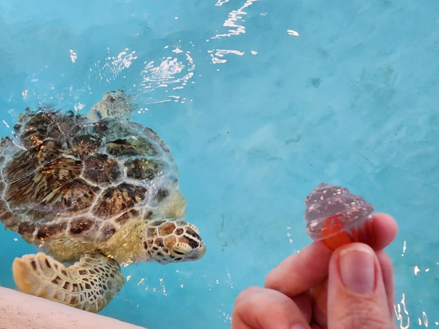 Things To Do Navarre Beach Sea Turtle Conservation Center